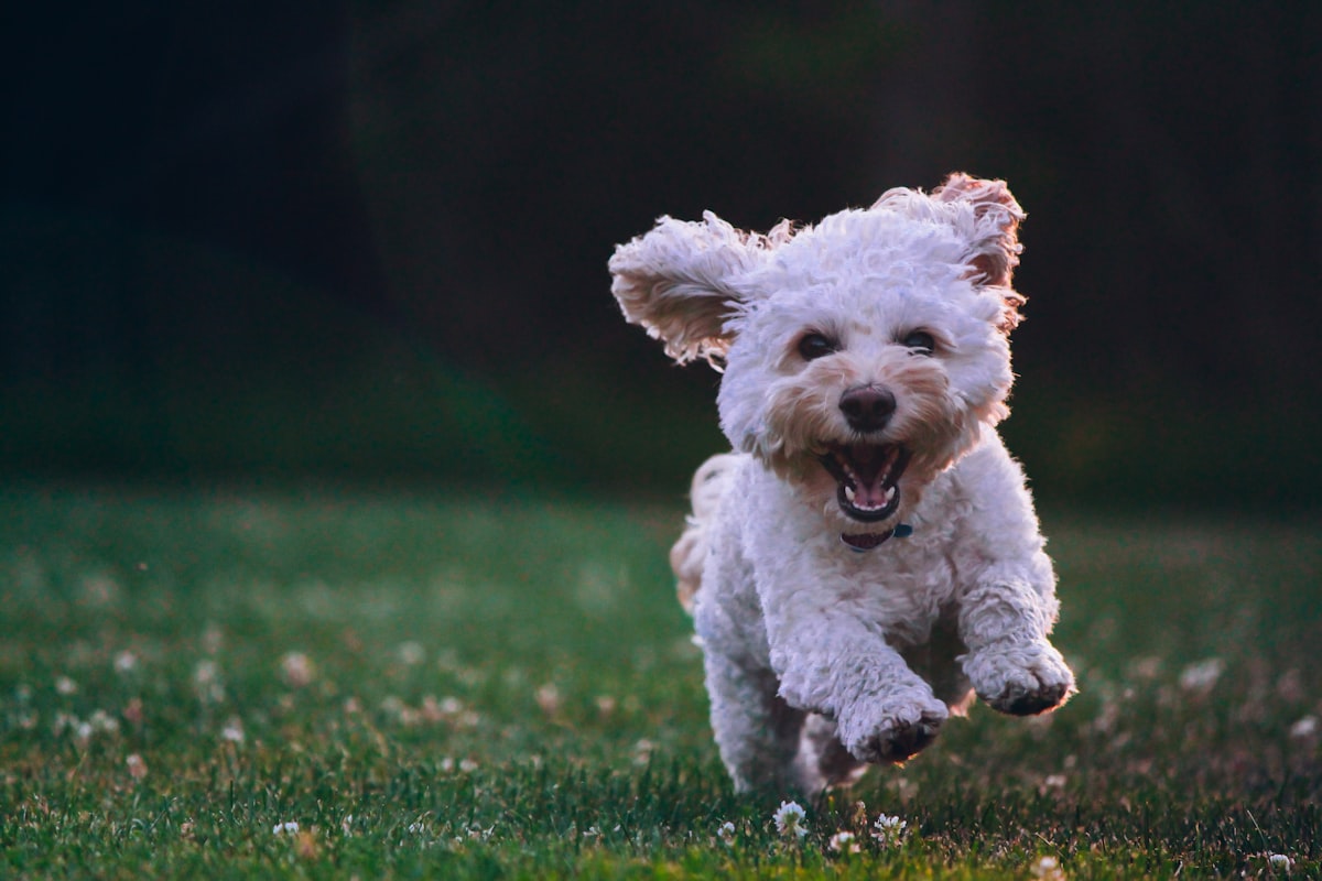 Rolig og avslappet hund som ligger fredelig i stuen
