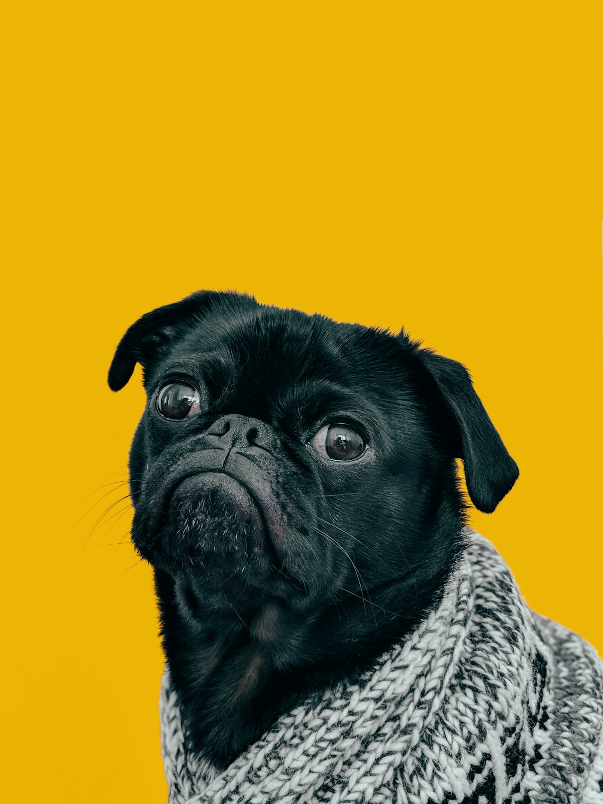Nærbilde av frisk hund med sunne hvite tenner og friske gommer